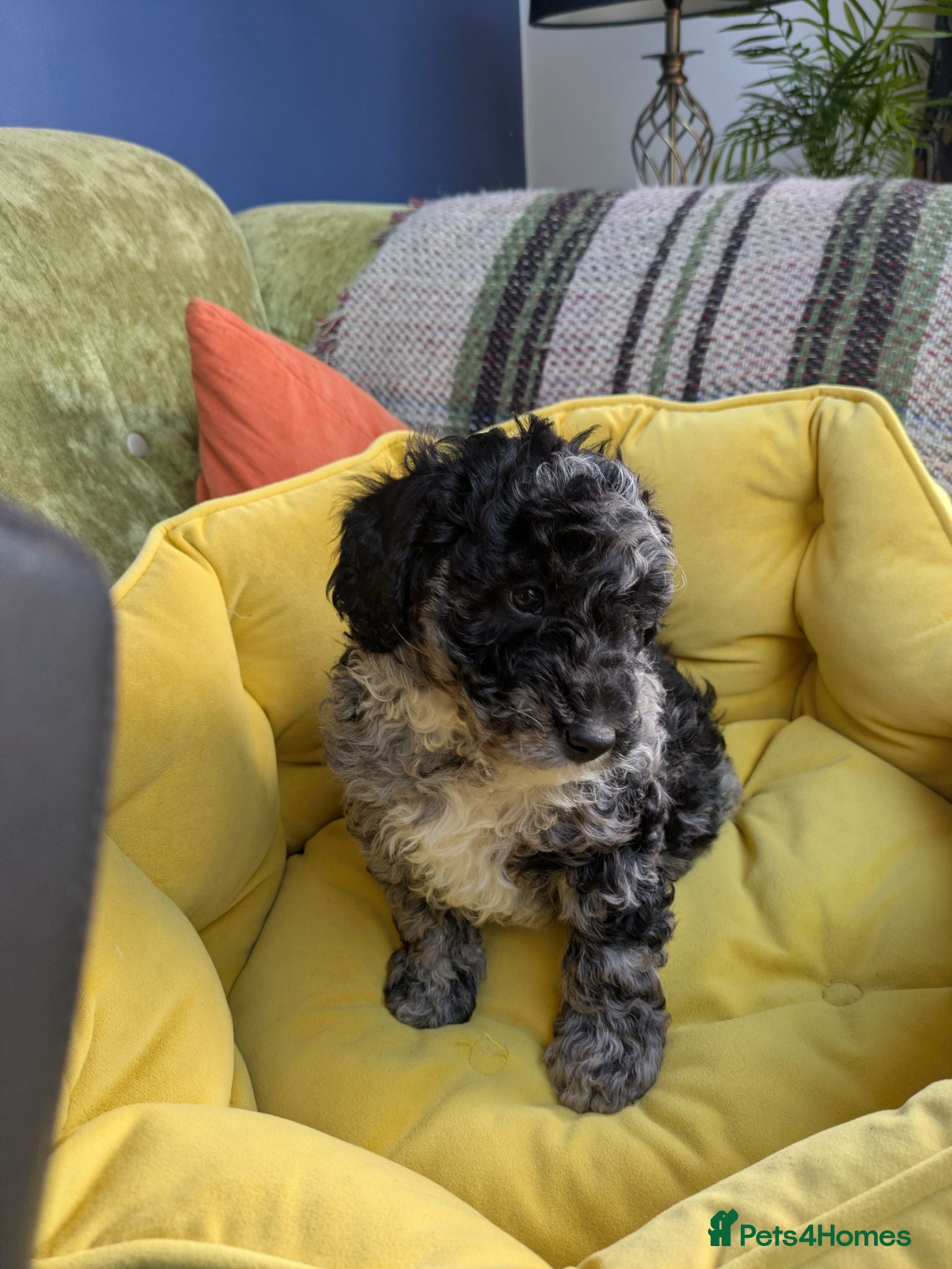 Miniature Poodle dogs **READY NOW**Miniature Poodles Puppies (Blue Merl) - Advert 2