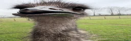 Emus poultry for sale: Emu Chicks in Tonbridge - Advert 6