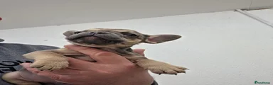 French Bulldog 5