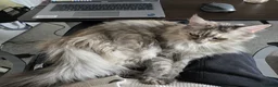 Maine Coon cats for sale: Cleo - Maine Coon - Looking for a loving home. - Advert 29