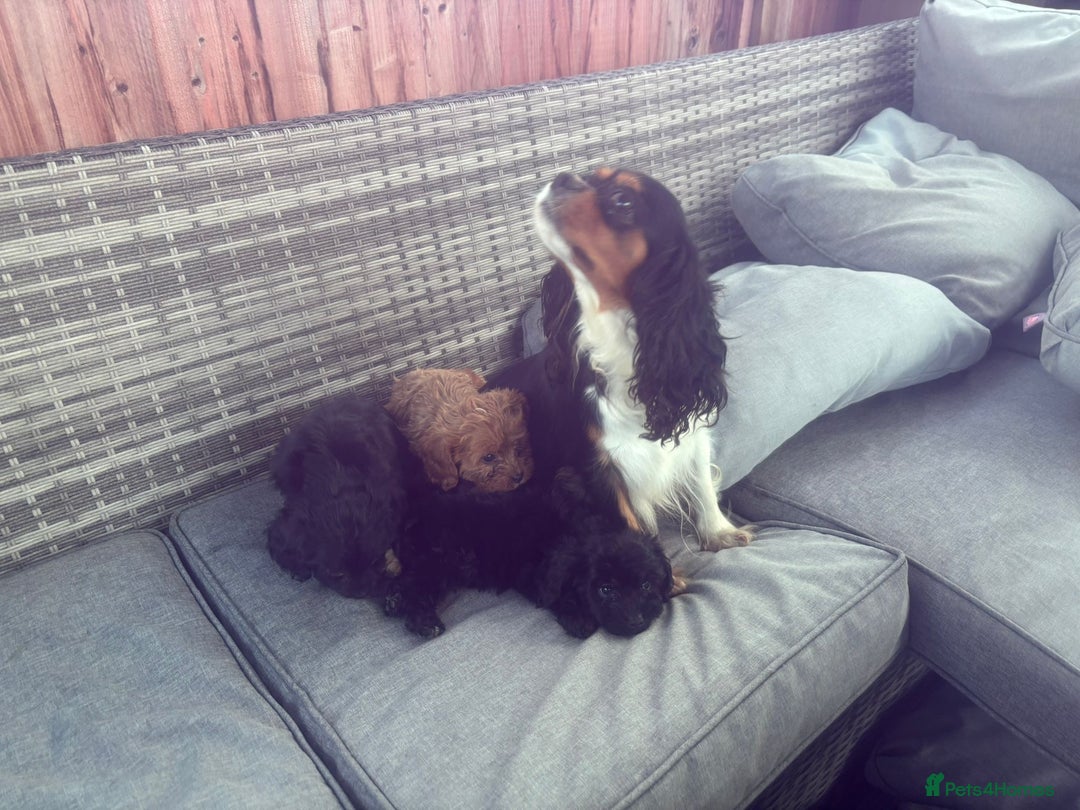 Cavapoo dogs for sale: Beautiful cavapoos  - Image 4
