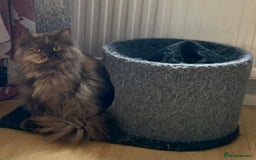 British Longhair cats for sale: British long hair female  - Image 11