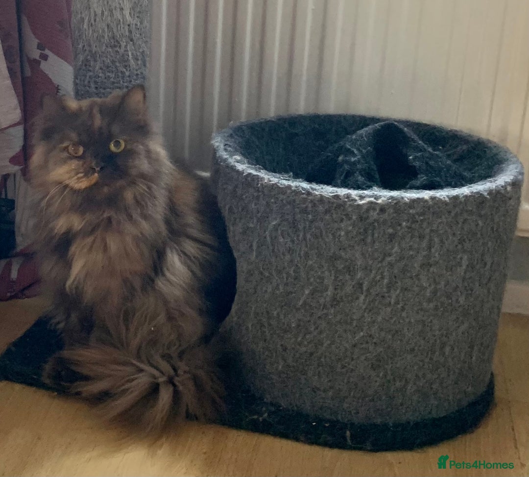 British Longhair cats for sale: British long hair female  - Image 11