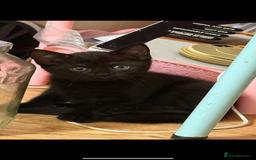 American Shorthair cats for sale: Adorable kittens looking for a loving home - Image 12