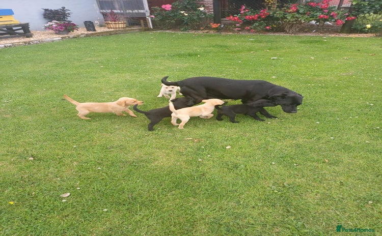 Labrador Retriever dogs - Advert 1