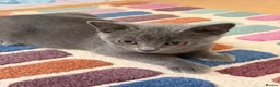 British Shorthair cats for sale: Little boys  - Advert 5