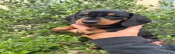 Miniature Dachshund dogs for sale: Stunning KC Miniature Dachshund Litter of 7 in Burnley - Advert 4