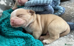 Olde English Bulldogge dogs for sale: Must See! Olde English Puppies  - Image 17