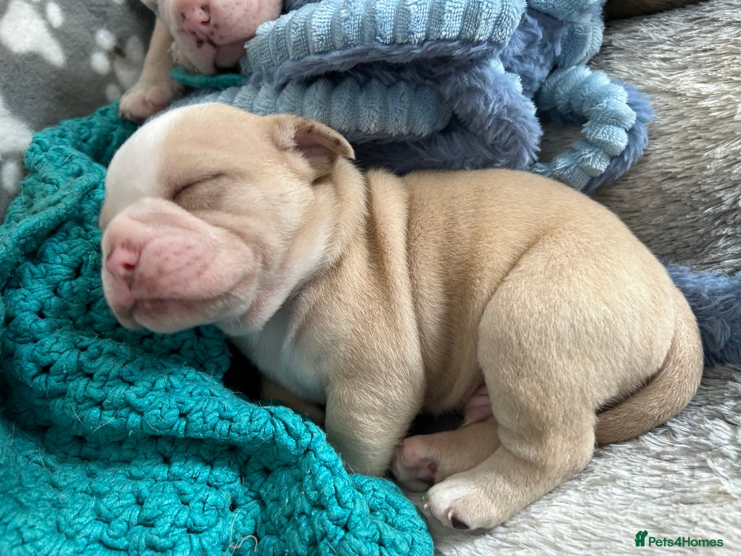 Olde English Bulldogge dogs for sale: Must See! Olde English Puppies  - Image 17