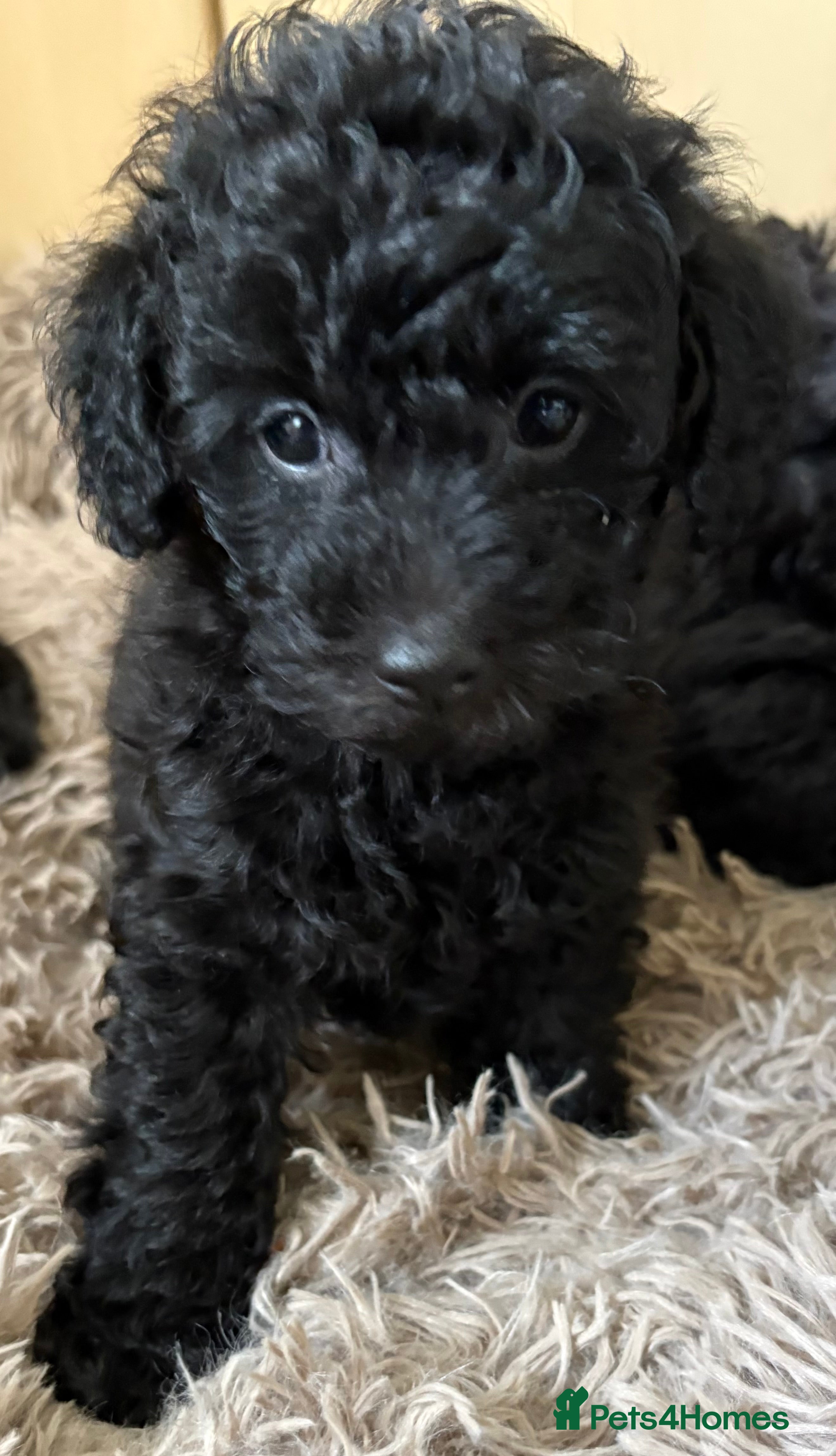 Jackapoo dogs Adorable Mini Poodle F1b Jackapoo Puppies - Advert 12