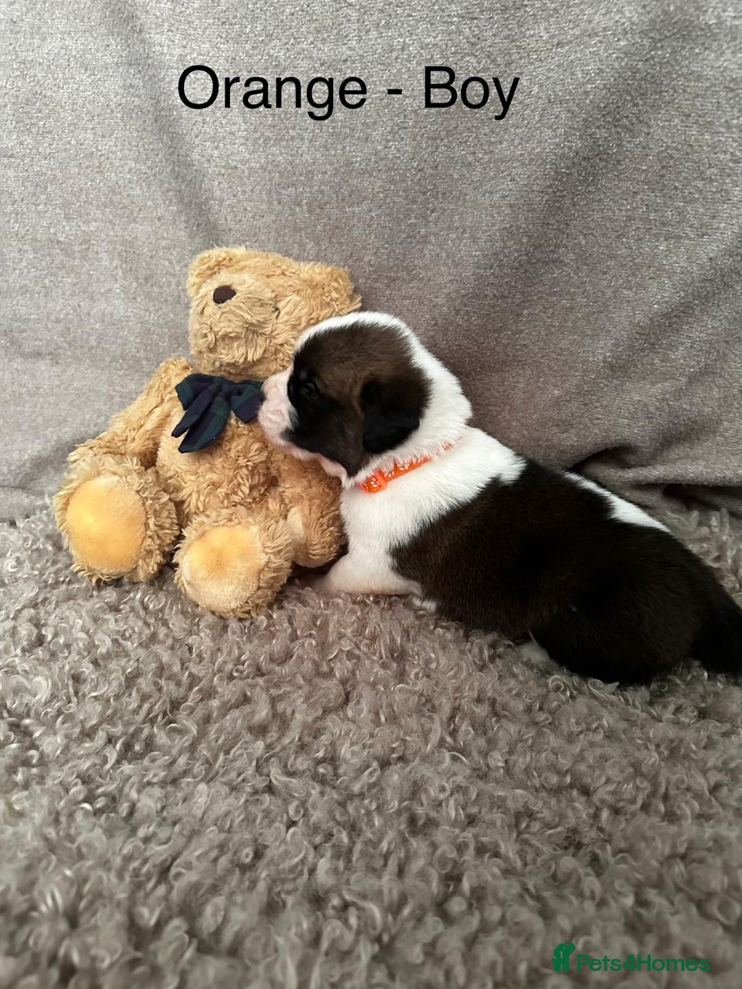 Saint Bernard dogs for sale: Outstanding KC Saint Bernard Puppies - Advert 2