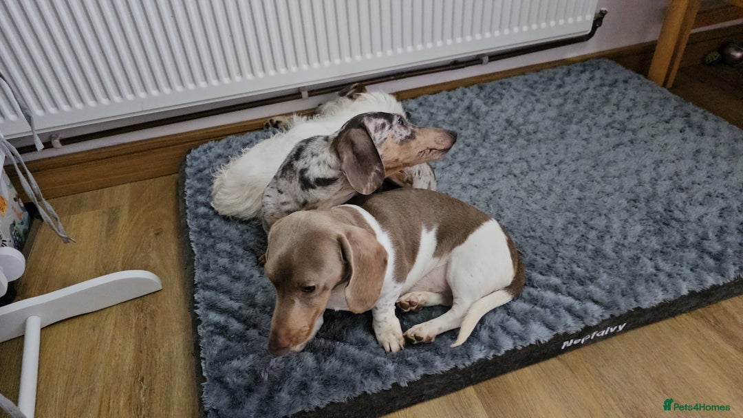 Dachshund dogs for sale: 2 Loving Miniature Dachshunds–Must Stay Together - Image 3