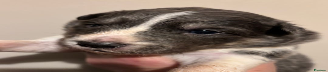 Border Collie Puppy 6