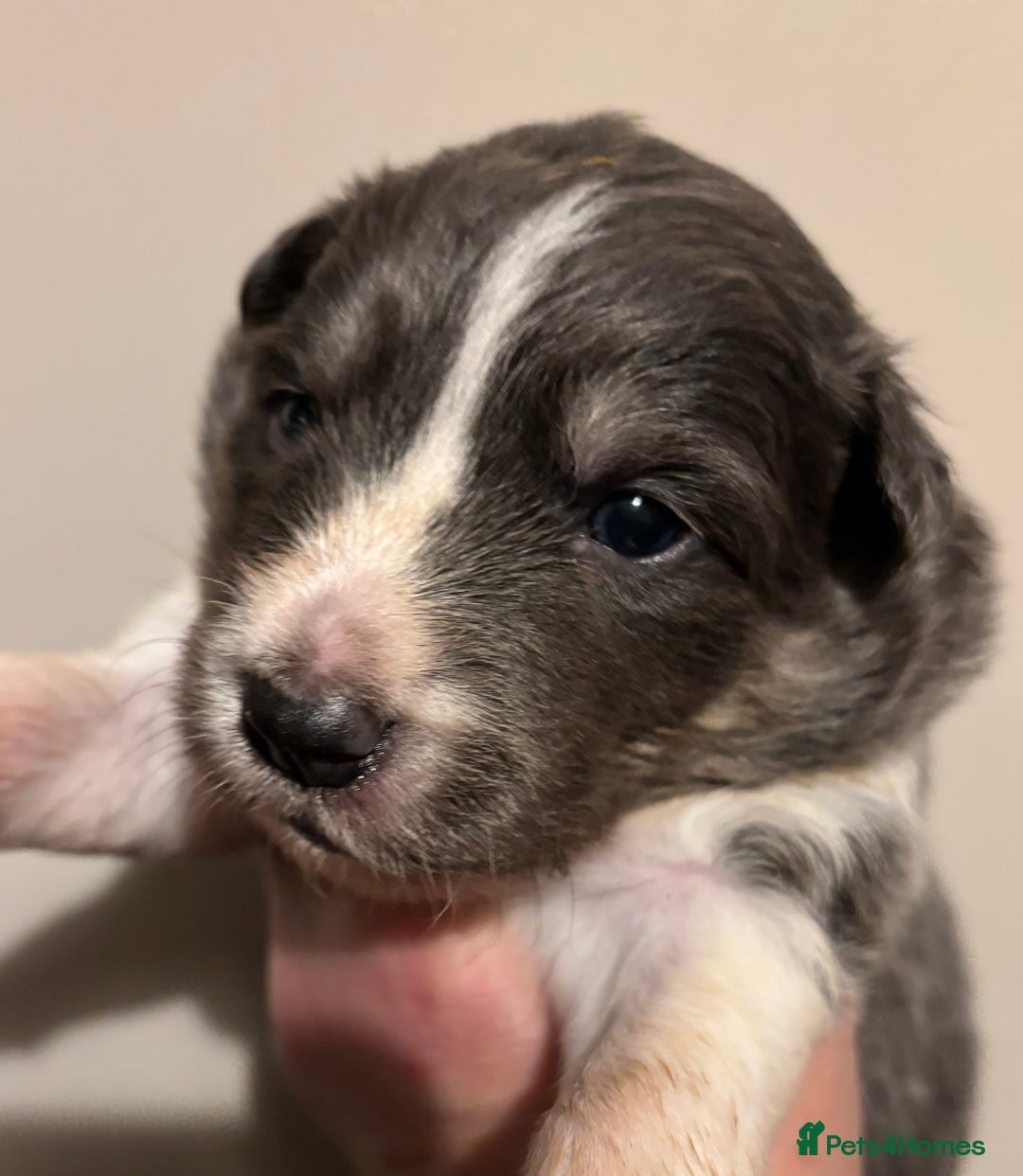 Border Collie dogs for sale: Border Collie Pups  - Image 5