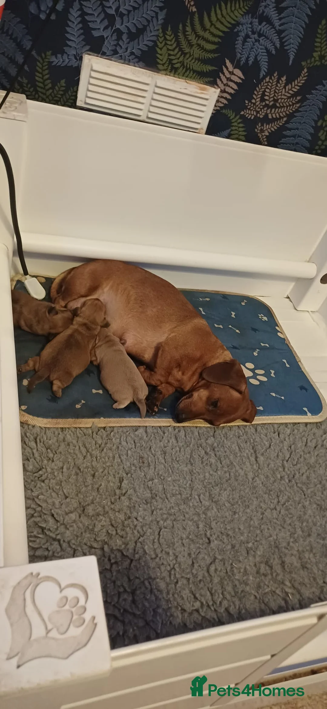 Mixed Breed dogs for sale: Beautiful shweenie babies - Advert 2