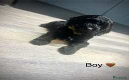 Cockapoo dogs for sale: F1 Cockapoo Puppies (1 boy and 2 girls left)  - Image 8