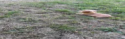 Cocker Spaniel dogs for sale: KC Registered Cocker Spaniel Puppies - Advert 16
