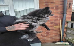 Pomeranian dogs for sale: Female Silver merl Pom  - Advert 3