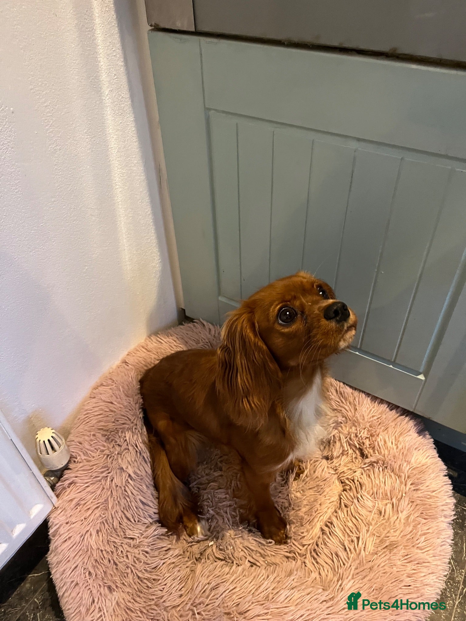 Cavalier King Charles Spaniel dogs King Charles Cavalier spaniel - Advert 7