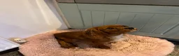 Cavalier King Charles Spaniel dogs for sale: King Charles Cavalier spaniel in Whitstable - Advert 1