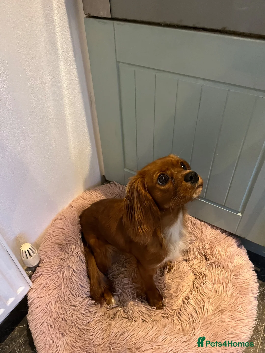 Cavalier King Charles Spaniel dogs for sale: King Charles Cavalier spaniel in Whitstable - Advert 1