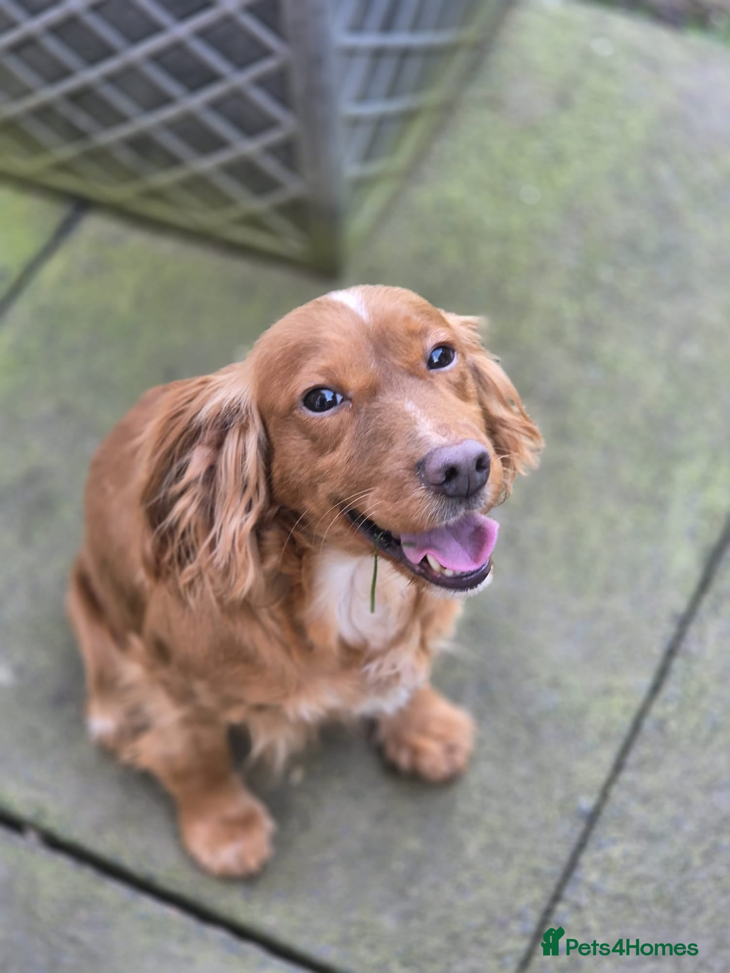 Cocker Spaniel dogs Beautiful cocker spaniel looking for forever home - Advert 4