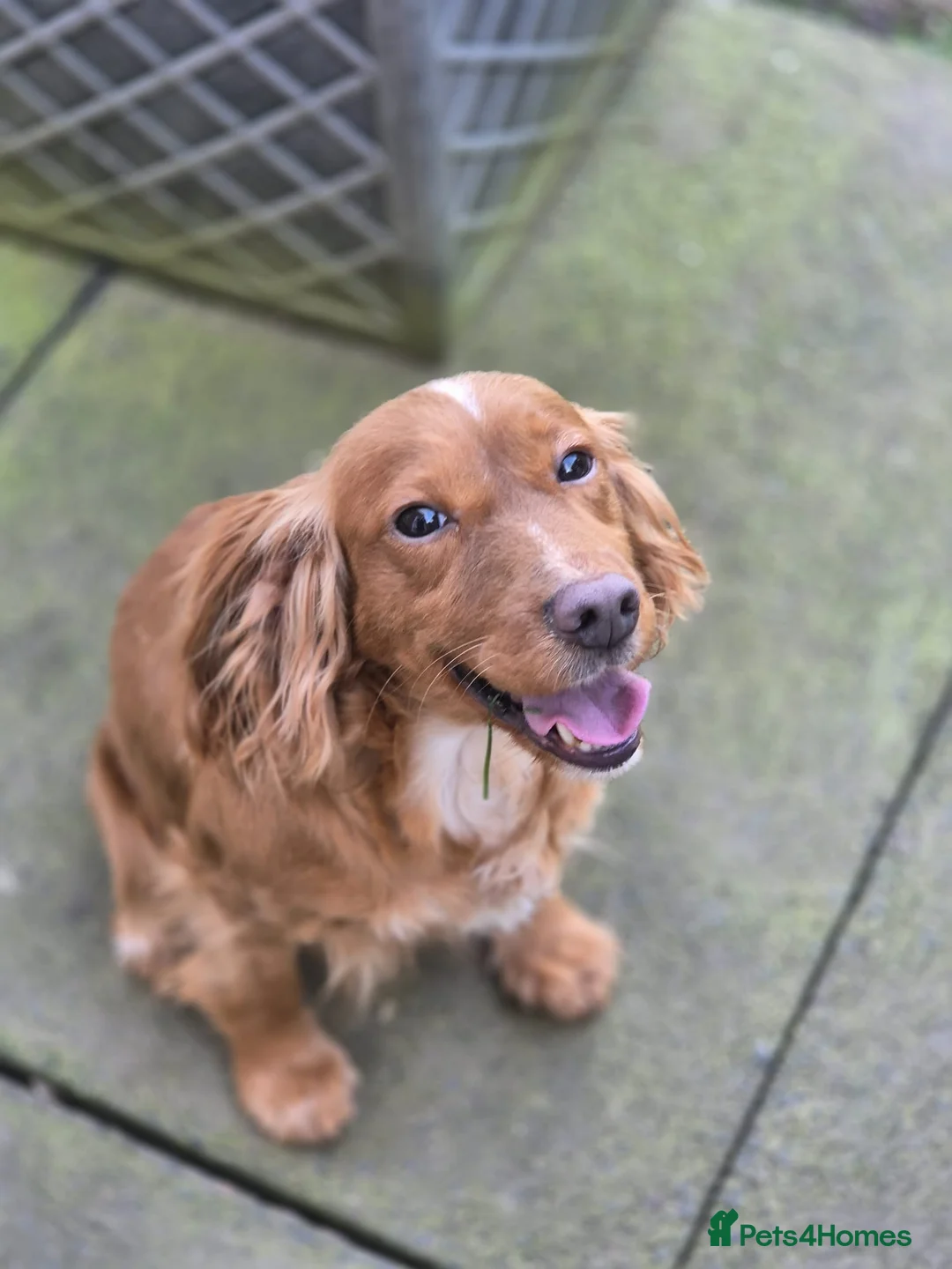 Cocker Spaniel dogs for sale: Beautiful cocker spaniel looking for forever home - Advert 1