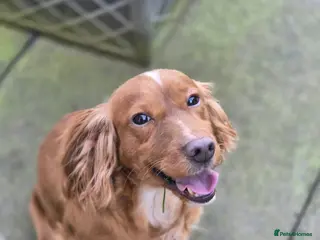 Cocker Spaniel dogs Beautiful cocker spaniel looking for forever home - Advert 5