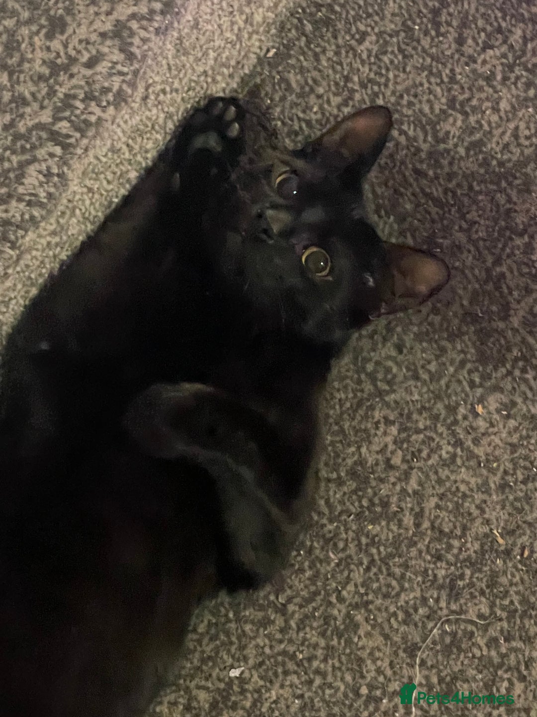 Mixed Breed cats for sale: *Free££* Beautiful brothers looking loving home - Advert 15