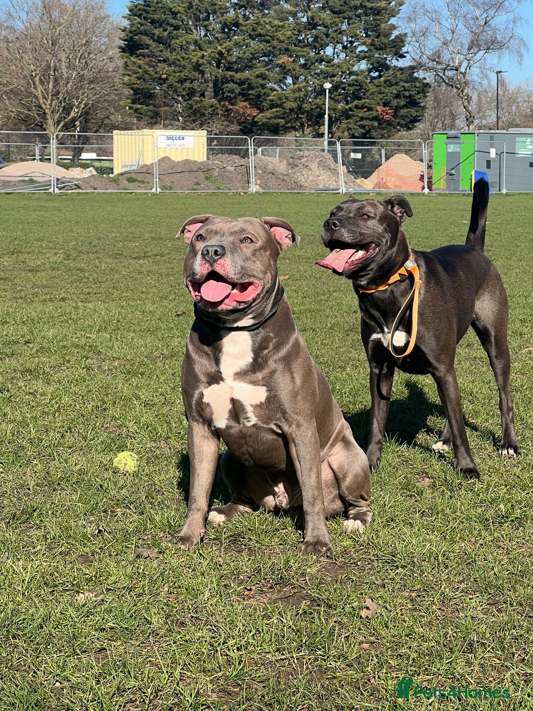 Mixed Breed dogs for sale: Beautiful mix staffy available  - Image 5