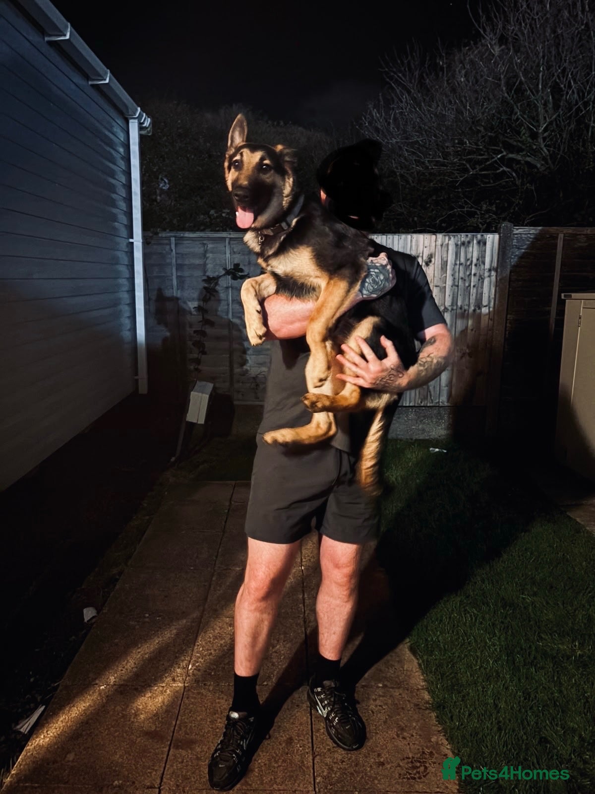 German Shepherd dogs 6 month old German Shepard  - Advert 16