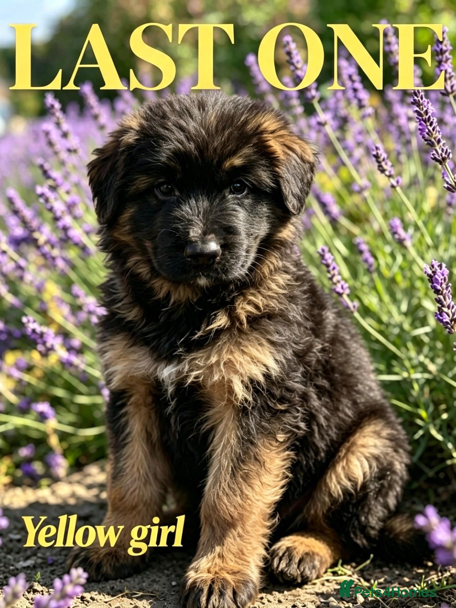 German Shepherd dogs Chunky Fluffy Long-Haired German Shepherd Puppies - Advert 1