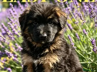 German Shepherd dogs Chunky Fluffy Long-Haired German Shepherd Puppies - Advert 1