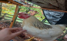 Chickens poultry for sale: More cockerel for sale - Image 5