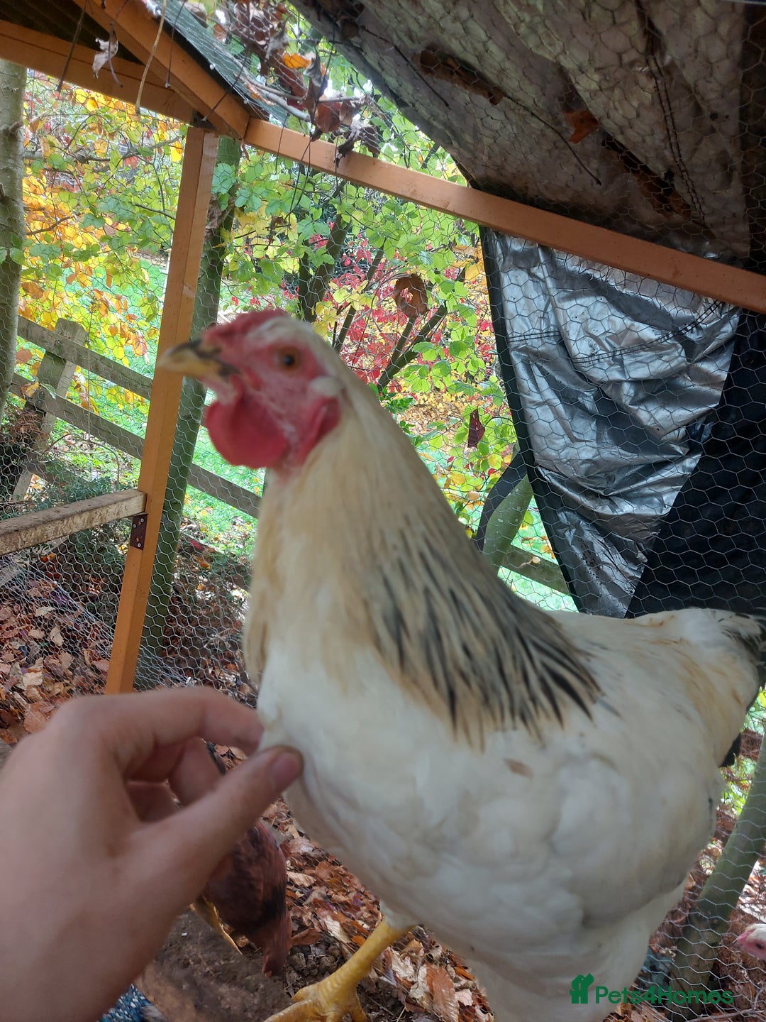 Chickens poultry for sale: More cockerel for sale - Image 5