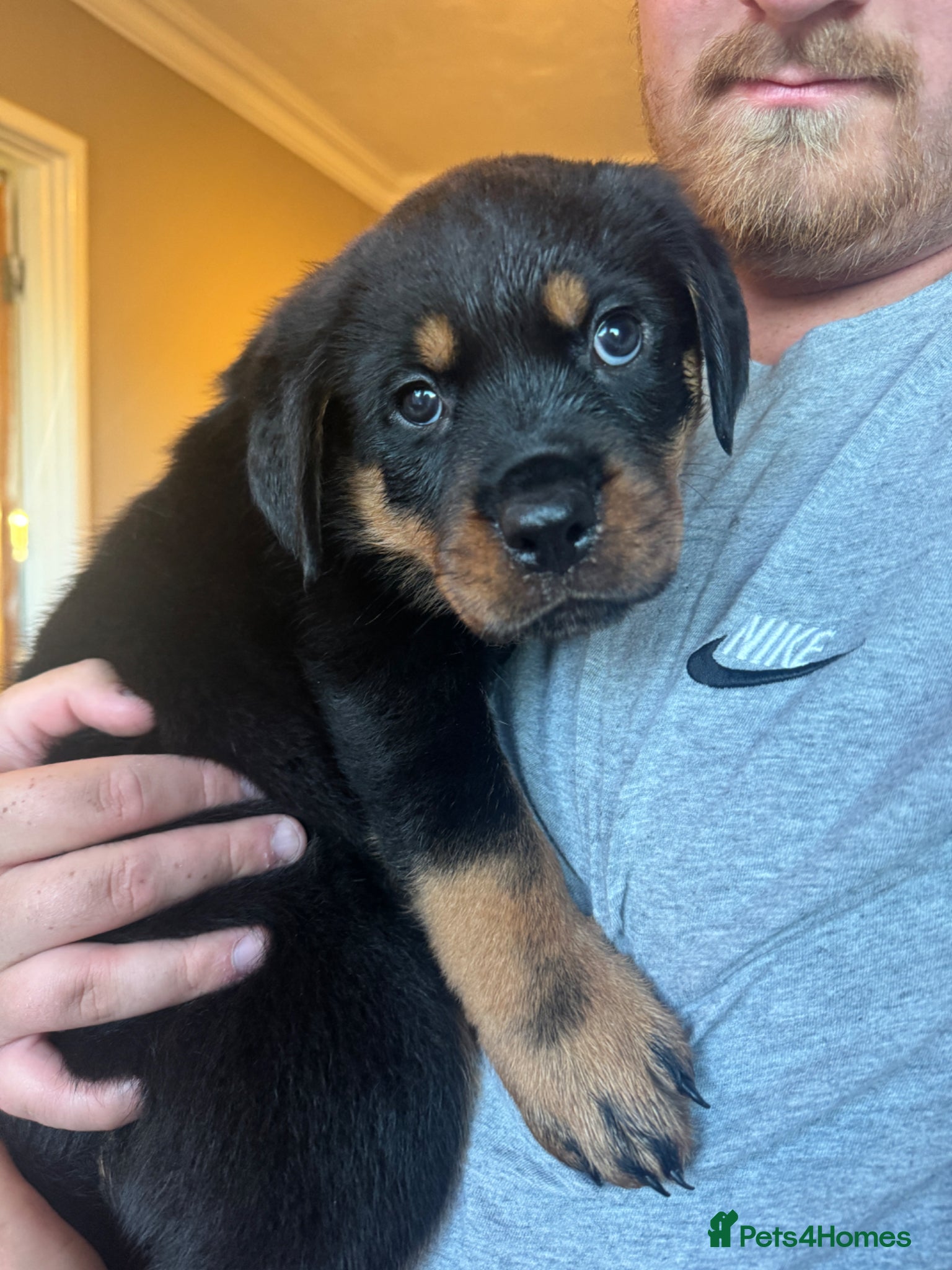 Rottweiler dogs     Gorgeous Chunky Rottweiler Puppies  - Advert 4