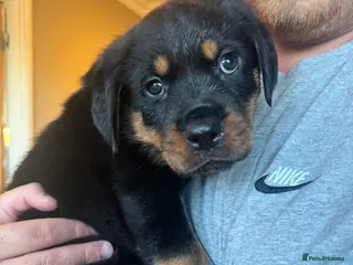 Rottweiler dogs Gorgeous Chunky Rottweiler Puppies - Advert 8