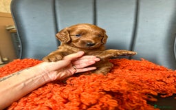 Cockapoo dogs for sale: Red Toy F1B cockapoo  - Image 4