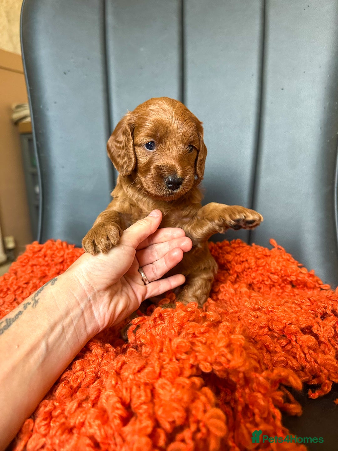 Cockapoo dogs for sale: Red Toy F1B cockapoo  - Image 4