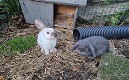 Mini Lop rabbits for sale: Bonded pair of cute friendly young mini lop boys - Image 2