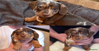 Miniature Dachshund dogs - Advert 8