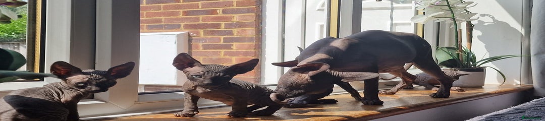 Sphynx Kitten 2