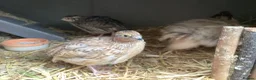 Quail poultry for sale: COTURNIX QUAIL CHICKS ALSO LAYING GROUPS - Advert 3
