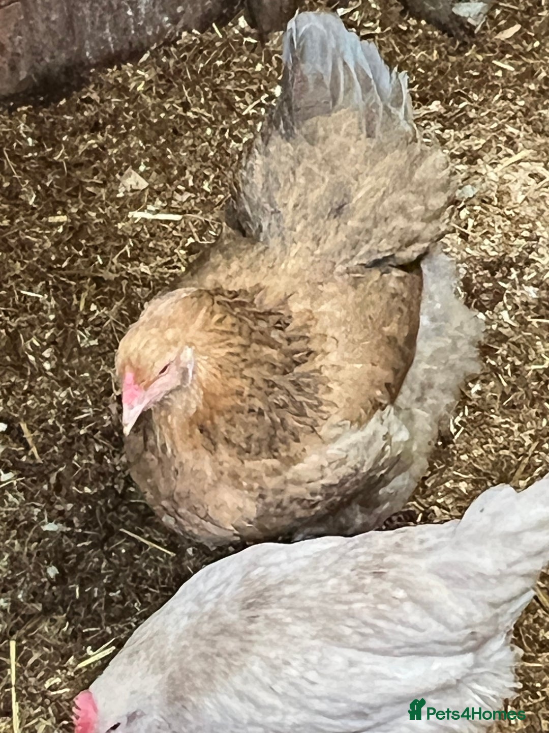 Chickens poultry for sale: Few super breed laying hens for sale  - Advert 6