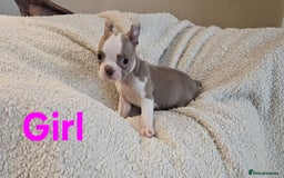 Boston Terrier dogs for sale: Lilac boston babies  - Image 18