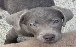 Labrador Retriever dogs for sale: Kc reg SILVER AND CHAMPAGNE LABRADORS  - Image 1