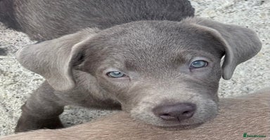 Labrador Retriever dogs - Advert 13