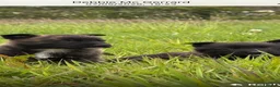 Belgian Shepherd Dog dogs for sale: Mother Dutch herder father Belgian shepherd  - Advert 10