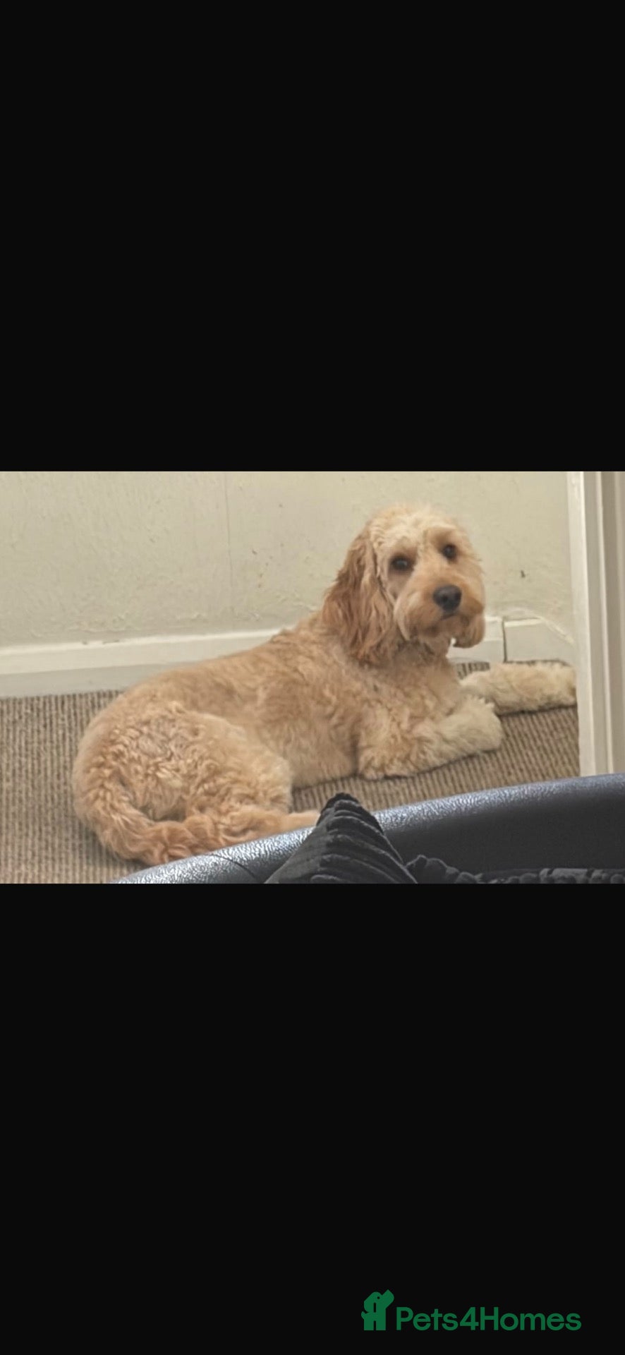 Cockapoo dogs Teddy - 1 year old male cockapoo  - Advert 1