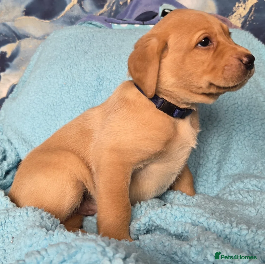 Labrador Retriever dogs for sale: 3 puppies available field trial champs. bloodline - Advert 1
